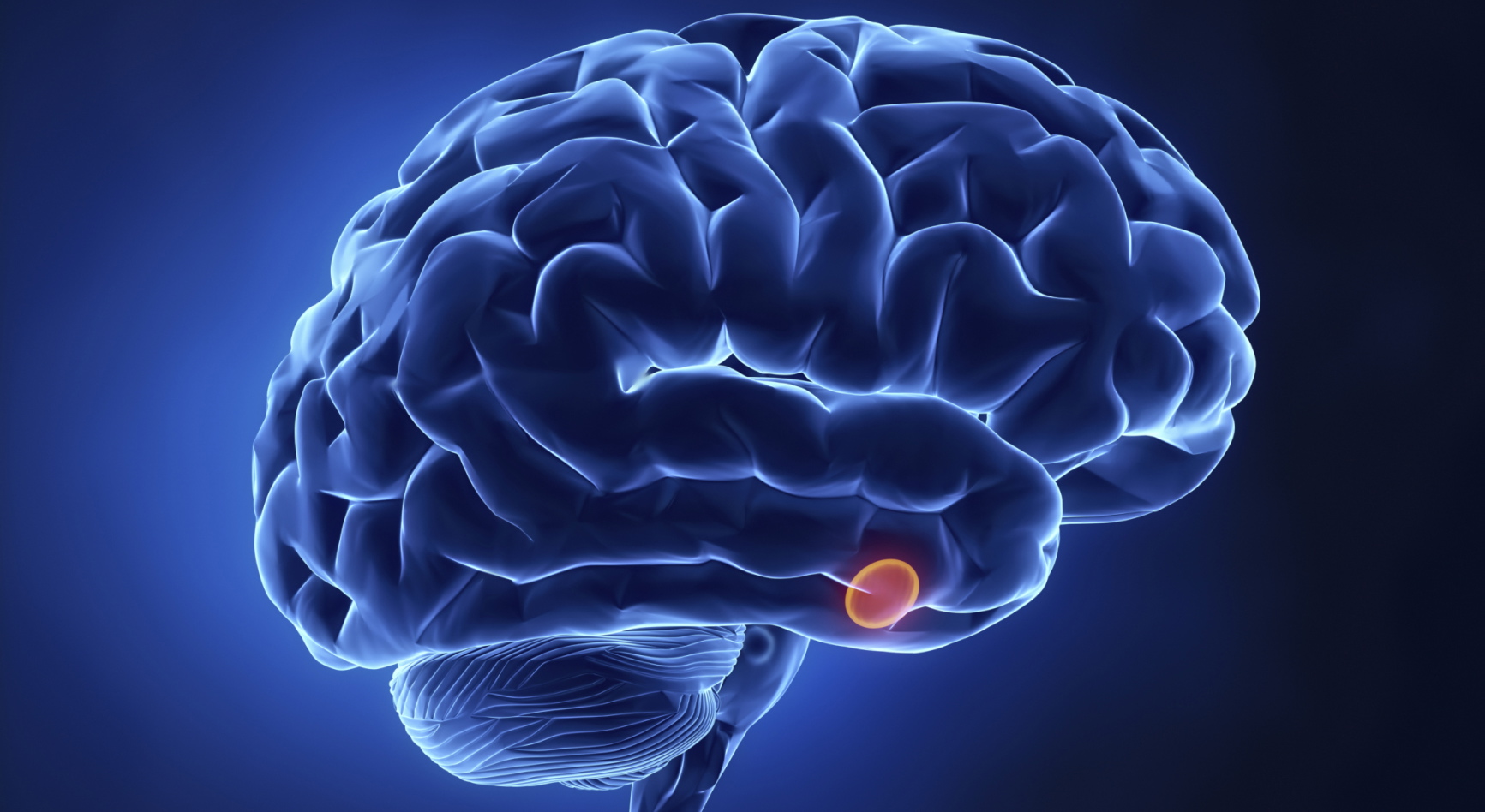 Przysadka mózgowa odpowiedzialna za prawidłowe funkcjonowanie organizmu.
